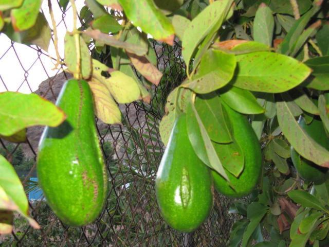 Finca El Moral Puerto De Mogan Ngoại thất bức ảnh